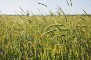 A close-up of some green ears in a wheat field ripening before harvest in a sunny day. ripening ears of wheat. Juicy fresh ears of young green wheat in spring. Green Wheat field. selective focus