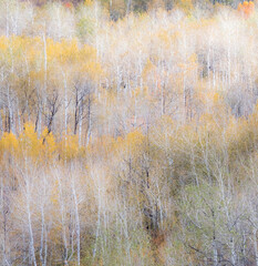 USA, Utah, Logan Pass hillsides covered with Aspen grove in Fall Color.