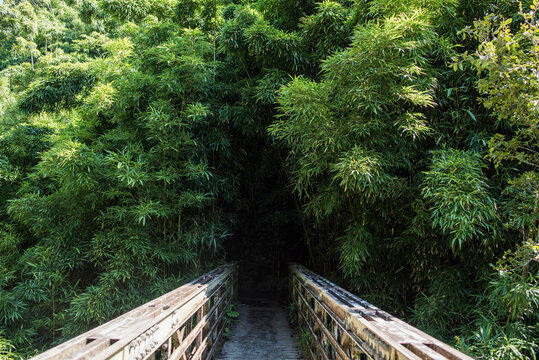 Wooden bridge to bamboo forest, Waipipi Trail, Maui, Hawaii