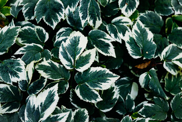 Close-up of bright beautiful euonymus leaves. Background and splash concept