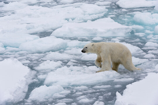 Polar bear (Ursus maritimus), Polar Ice Cap, 81north of Spitsbergen, Norway