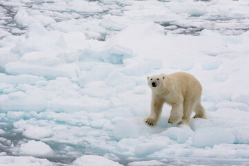 Polar bear (Ursus maritimus), Polar Ice Cap, 81north of Spitsbergen, Norway