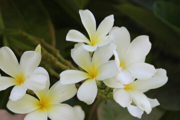 Fototapeta na wymiar white frangipani flower