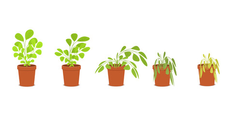 Obraz premium Phases of plant withering. Blossom and wilt flowers in the pots. Houseplant dying without care and watering. Vector flat cartoon illustration.