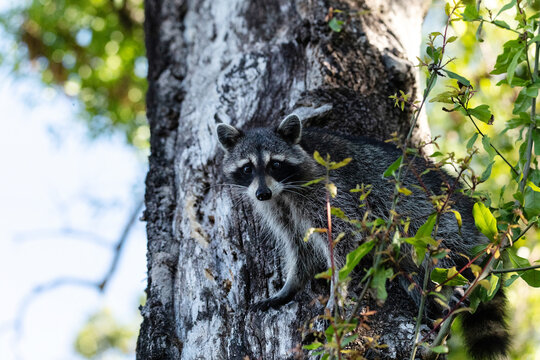 Young raccoon Procyon lotor marinus forages for food