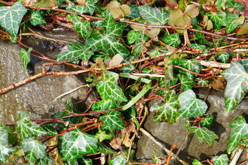 Fototapeta premium ivy plants on a stone wall with large stones