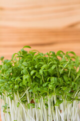 Potted watercress sprouts, fresh microgreens on the table - 420900388