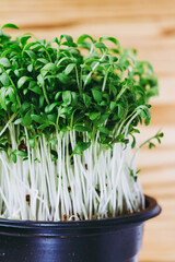 Potted watercress sprouts, fresh microgreens on the table - 420900393