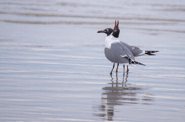 Shorebirds