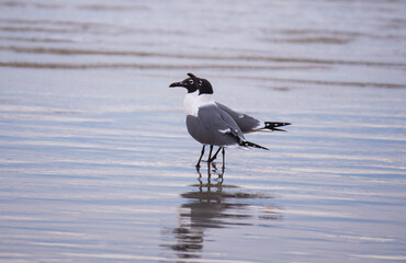 Shorebirds