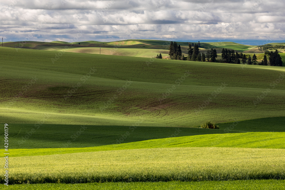 Sticker pattern in rolling hills of the palouse agricultural region of eastern washington state.