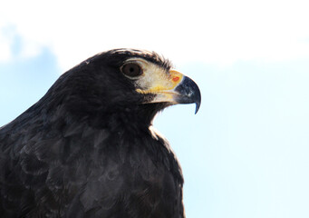 Aguilucho, ave de lado, pico