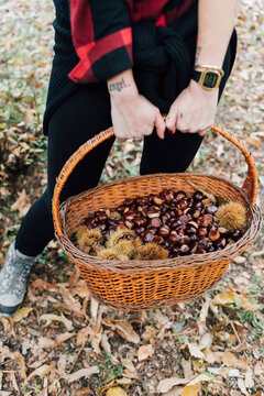 Woman collecting chestnuts in basket