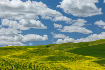 Fototapeta premium Expansive canola crop on rolling hills and cumulus clouds, Palouse agricultural region of Eastern Washington State.