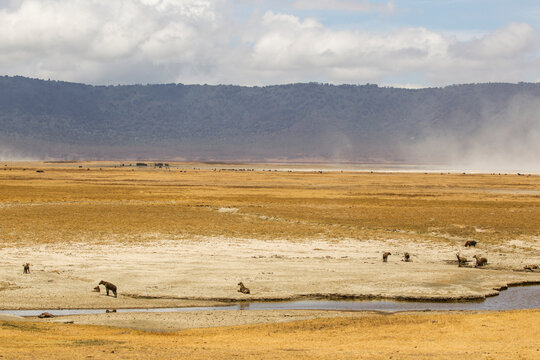 Landscape with spotted hyaena (crocuta crocuta), Ngorongoro Crater, Ngorongoro Conservation Area, Tanzania