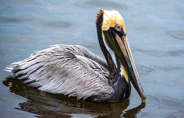 Pelicans on the Water