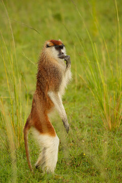 Patas Monkey (erythrocebus patas) standing on hind legs, portrait, Murchison Falls National Park, Uganda