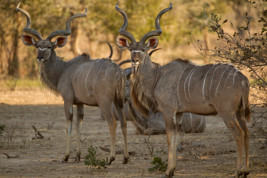 Kudu Tragelaphus strepsiceros) looking back, portrait, Mana Pools National Park, Zimbabwe