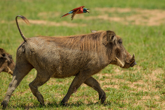 Northern carmine Bee-eater (merops nubicus) flying above warthog (hacochoerus aethiopicus) in Queen Elizabeth National Park, Uganda