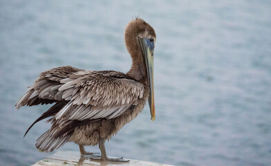 Pelicans on the Water