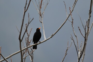 PÁJARO