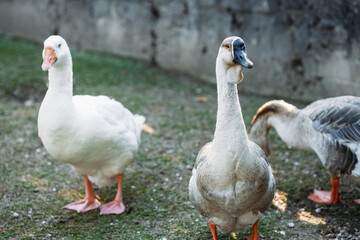 Domestic gray geese graze on the village goose farm