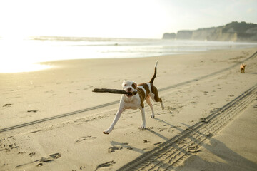 Dog playing with stick on beach