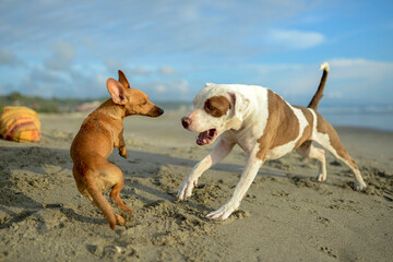 Dogs playing on beach