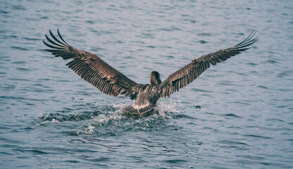 Pelicans on the Water