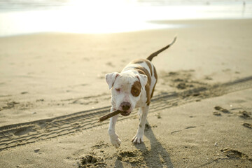 Dog playing with stick on beach