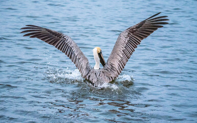 Pelicans on the Water