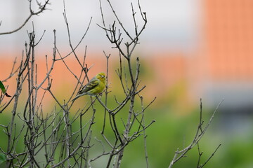 PÁJARO
