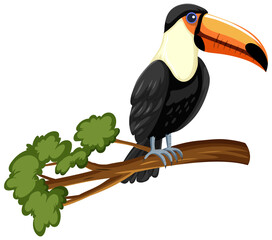 Toucan bird on a branch isolated on white background