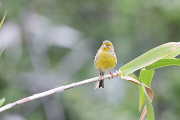 PÁJARO
