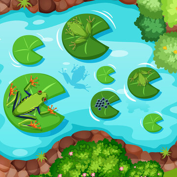 Aerial scene with frogs and lotus leaves in the pond
