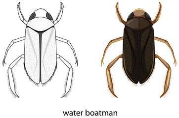 Water boatman in colour and doodle isolated