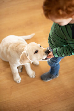 Boy Giving Pet Puppy Training Treat