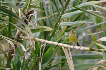 PÁJARO