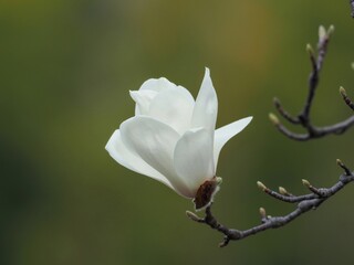 Obraz premium グリーンバックに咲くちょうど見頃のハクモクレンの花