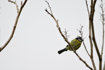 PÁJARO