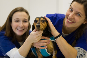 Veterinarians comforting dog before treatment