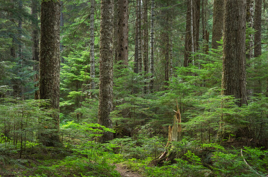 Old growth forest consisting of Silver Fir and Western Hemlock. Chilliwack Valley, North Cascades National Park