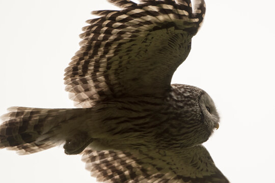 Ural owl (Strix uralensis) in flight against sky, Slovenia