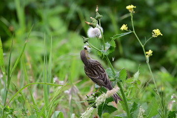 PÁJARO