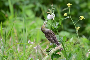 PÁJARO
