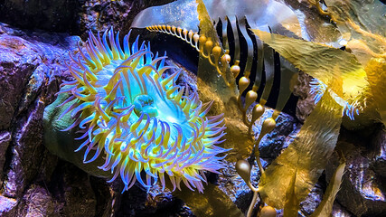 Sea Anemone