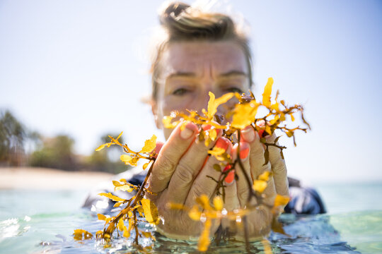 Woman with handful of seaweed in sea, Pagudpud, Ilocos Norte, Philippines