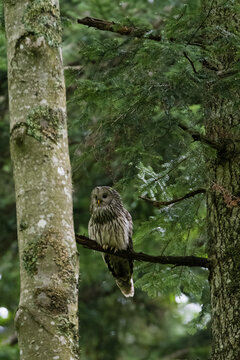 Ural owl (Strix uralensis) perched in tree, Notranjska forest, Slovenia