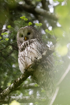Ural owl (Strix uralensis) looking down from tree in Notranjska forest, Slovenia