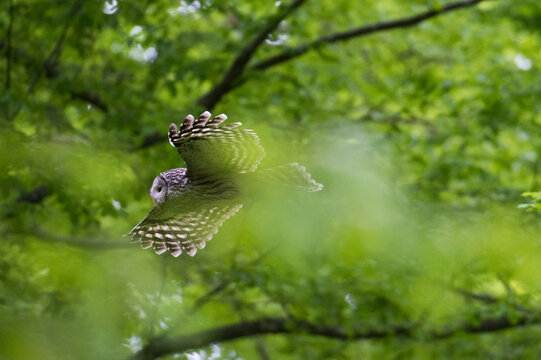 Ural owl (Strix uralensis) in flight, Notranjska forest, Slovenia
